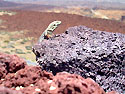 De 'lagarto tizn' of ook wel 'pinzn del Teide' genoemd, een beschermde salamander. (Foto Trudie Hendriks)